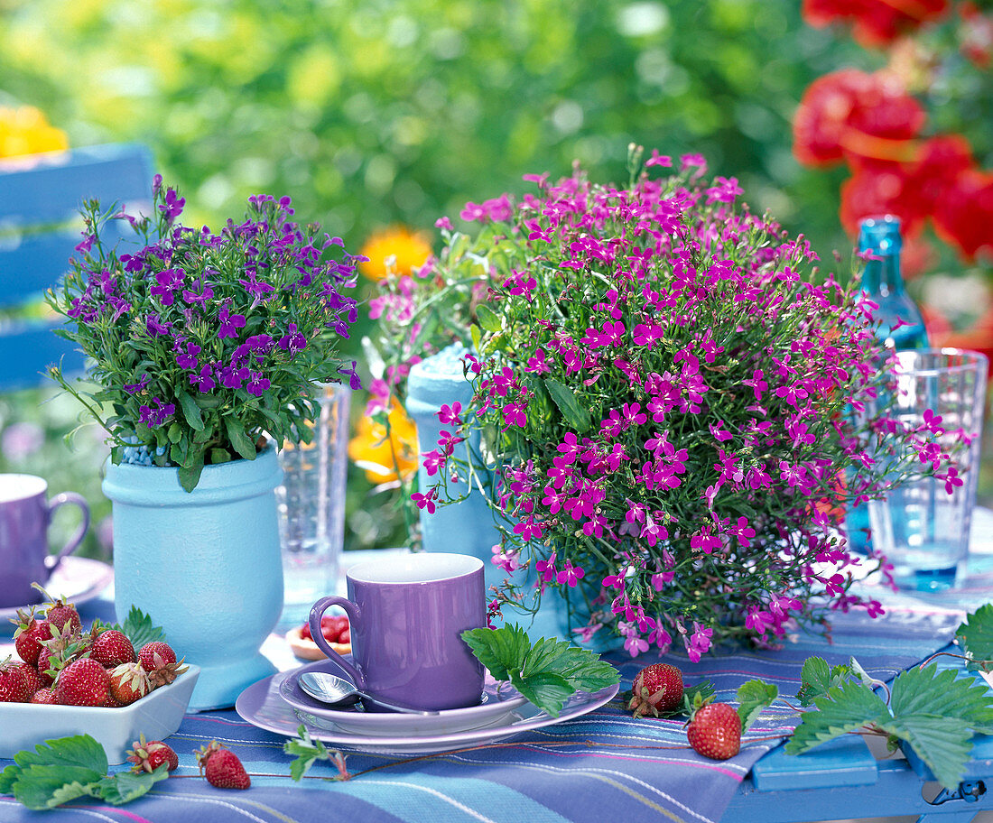 Lobelia Laguna ' Lilac ' - ' Dark Blue ' (Männertreu)