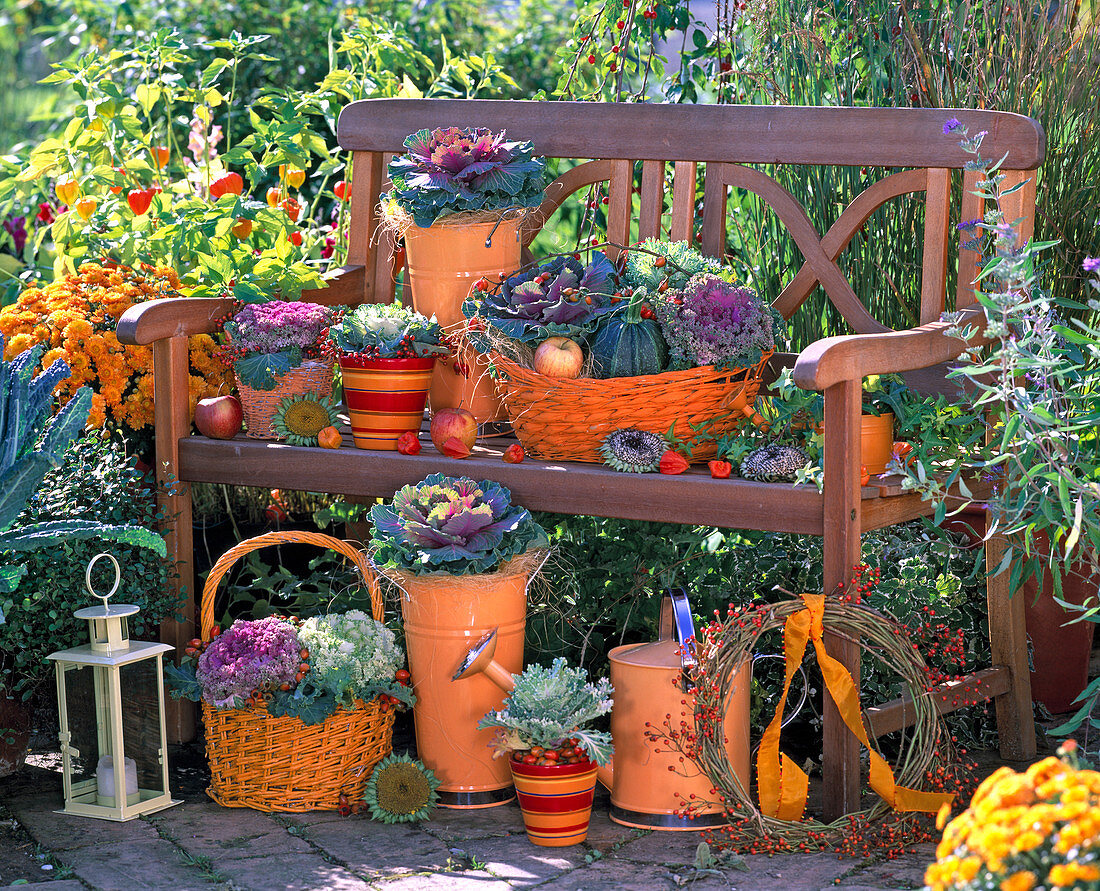 Brassica (cabbage) in baskets