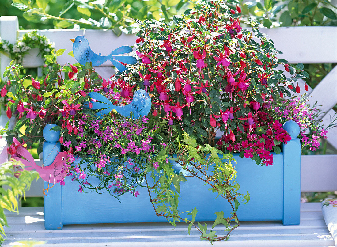 Fuchsia (Fuchsie), Lobelia (Männertreu)