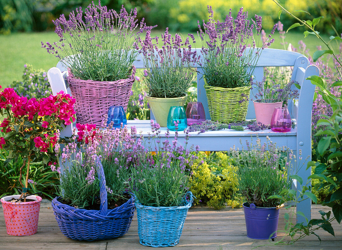 Lavandula (lavender) in baskets and pots