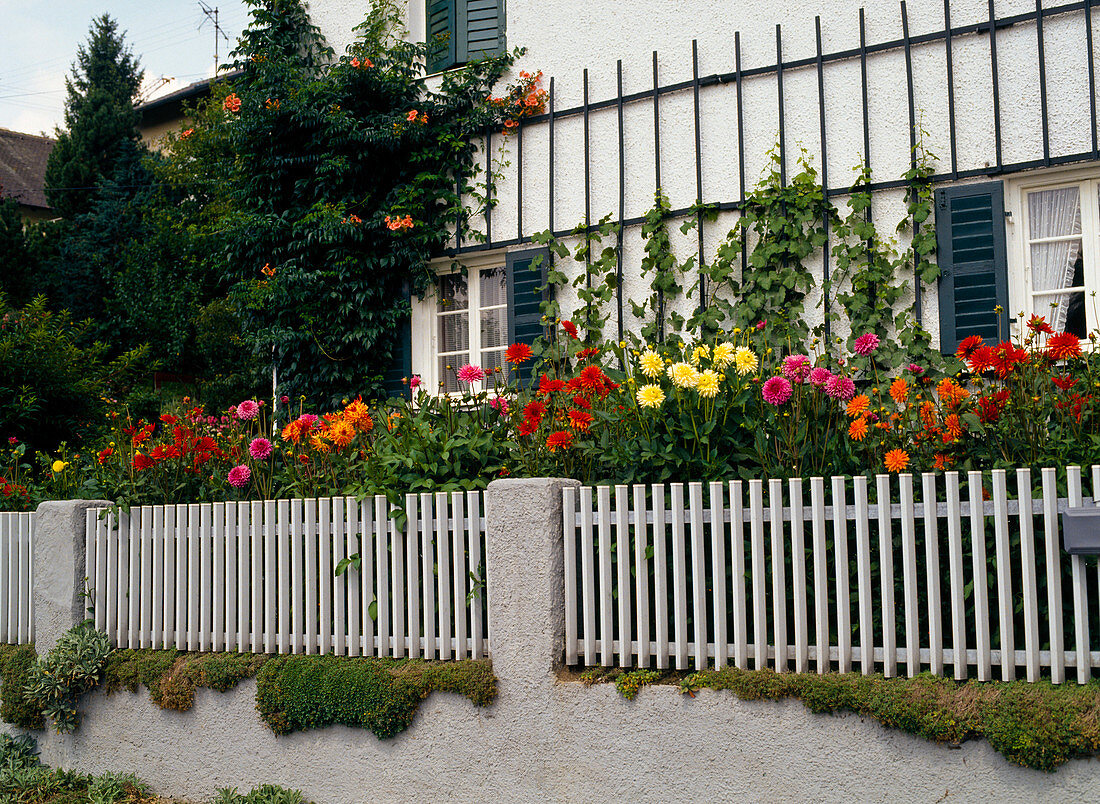 Haus mit Campsis Radicans (Trompetenwinde)