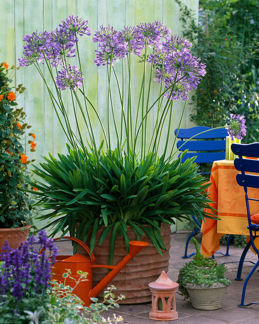 Agapanthus (African ornamental lily)