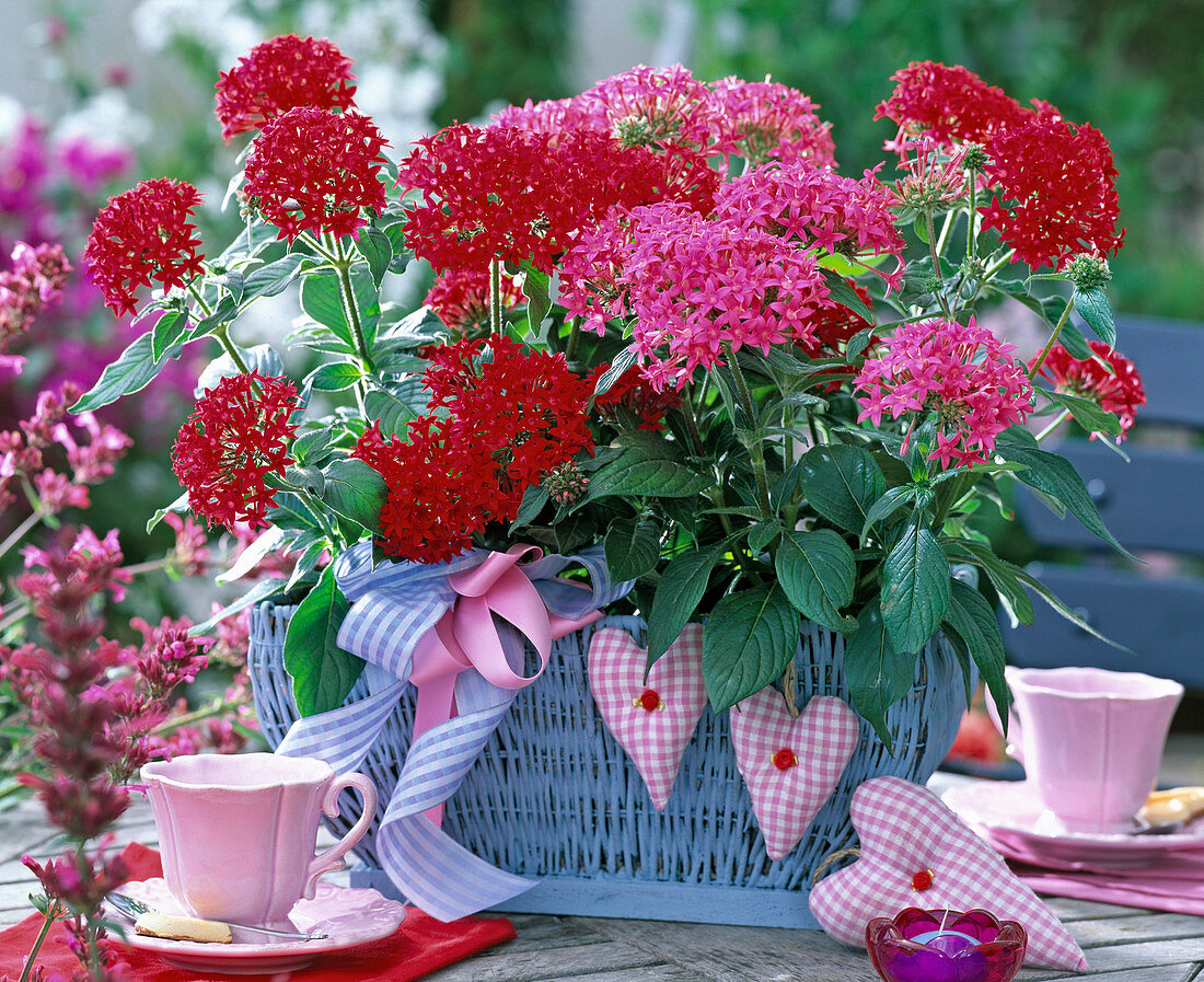 Pentas (pinke, rote Pente)