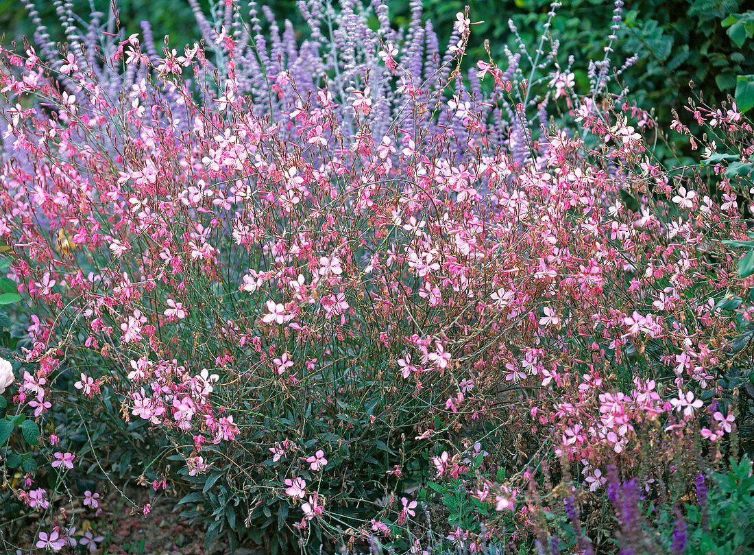 Gaura lindheimeri 'Siskyou pink' (Lindheimer's beeblossom)