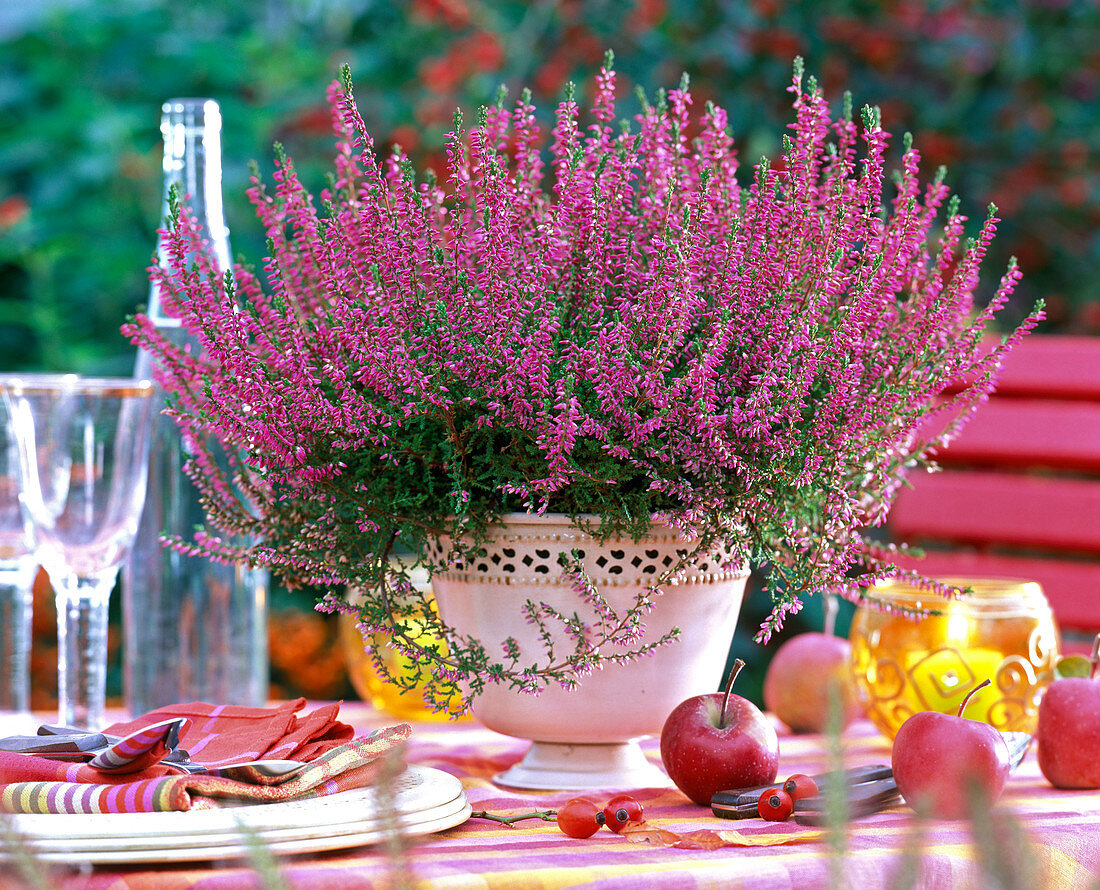 Calluna ' Marlies ' (knospenblühende Sommerheide)