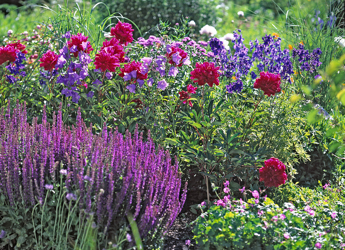 Paeonia (red peony)