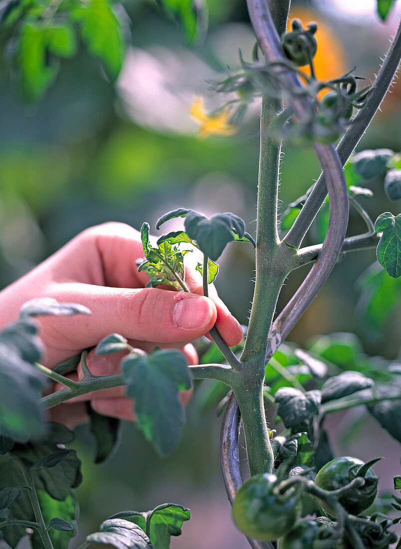 Lycopersicon (Tomate)