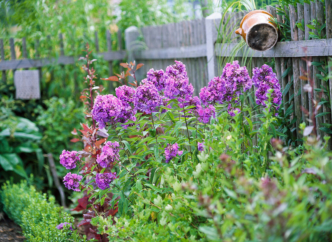 Phlox ' Blue Paradise' (Flammenblume)