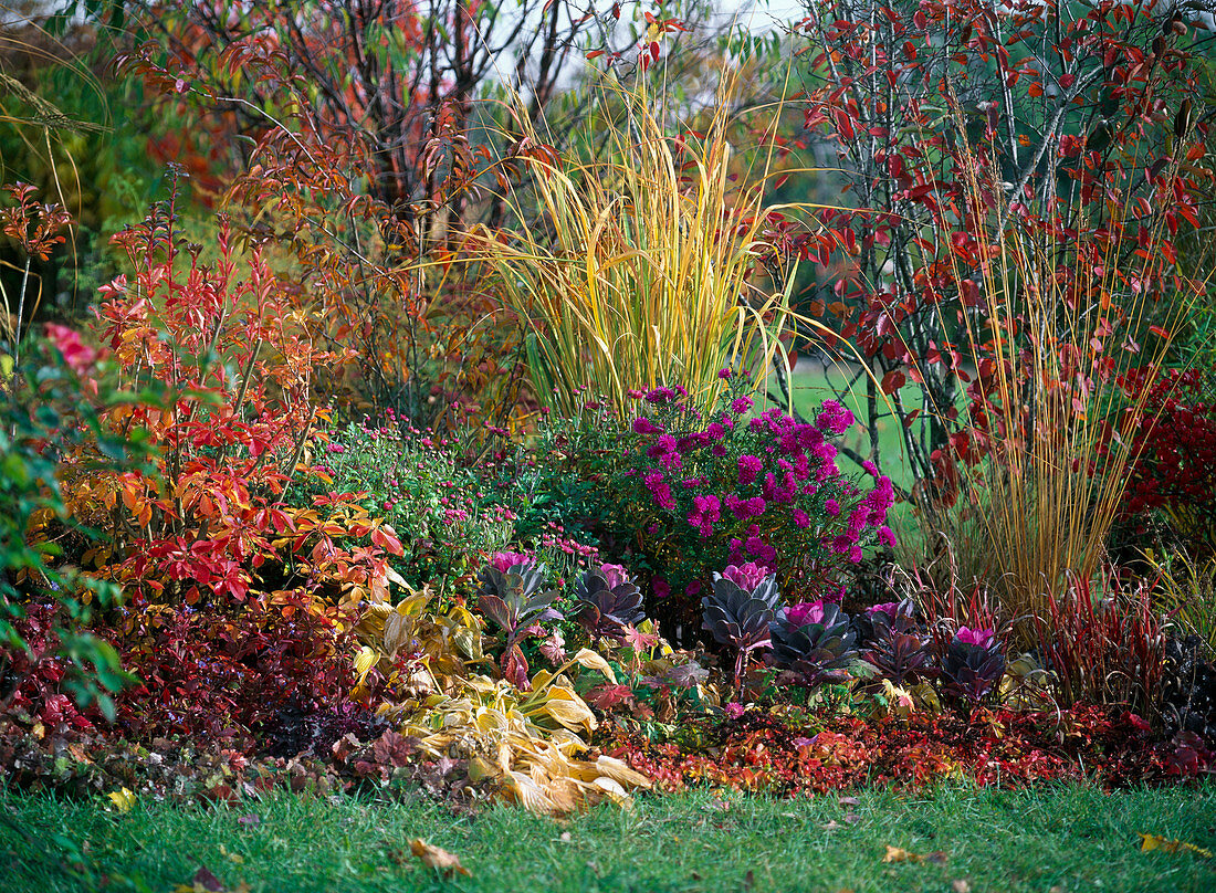 Enkianthus (splendor bell)