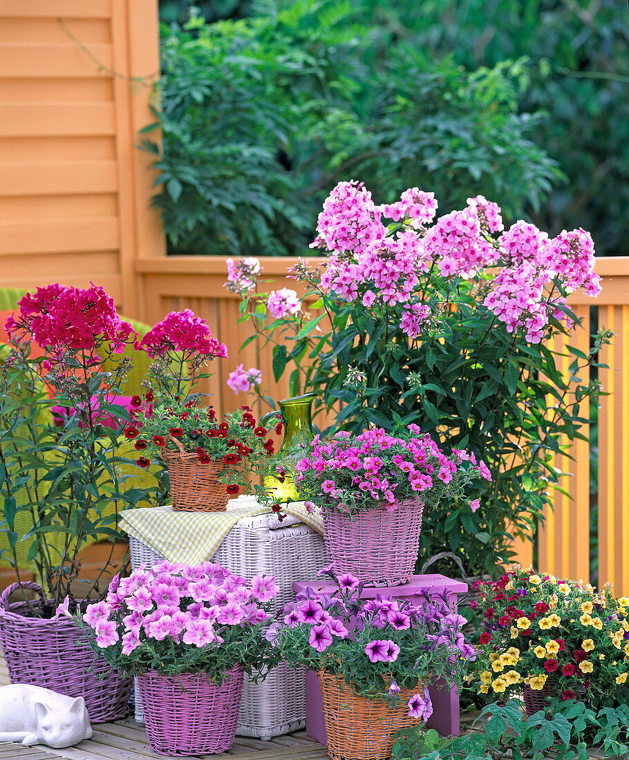 Phlox ' Landhochzeit ' ' Starfire ' (Flammenblume)