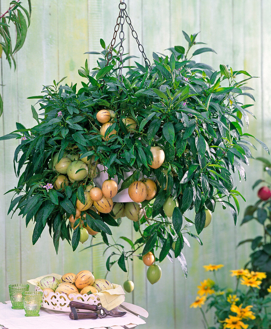 Solanum muricatum (Pepino, Melonenbirne)