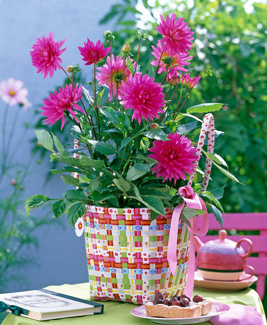 Dahlia 'Everswinkel' (pinke Dahlie)