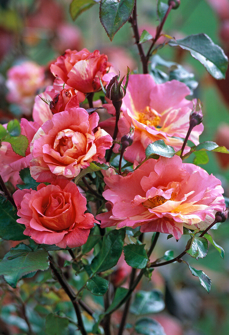 Rosa ' Paul Cezanne ' (Malerrose)