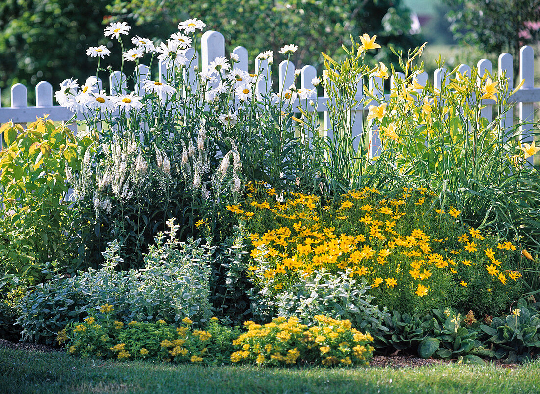 Leucanthemum (Margerite)