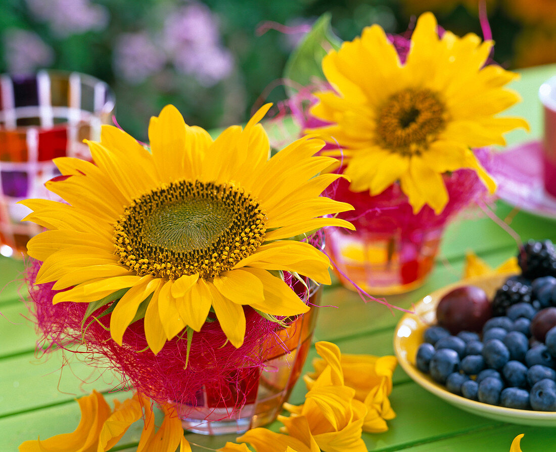 Helianthus annuus (Sonnenblume)