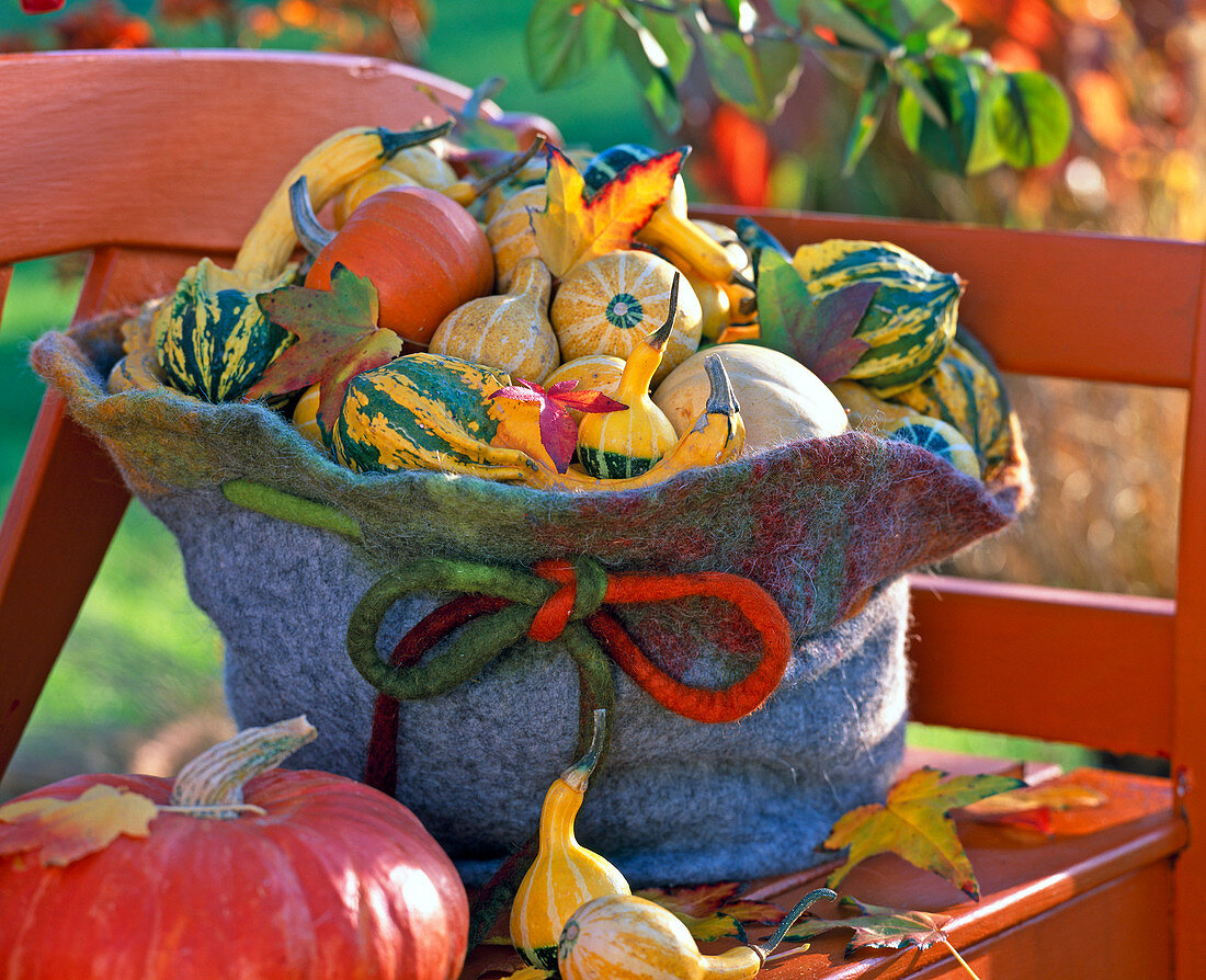 Cucurbita (pumpkin) in giant felt hat