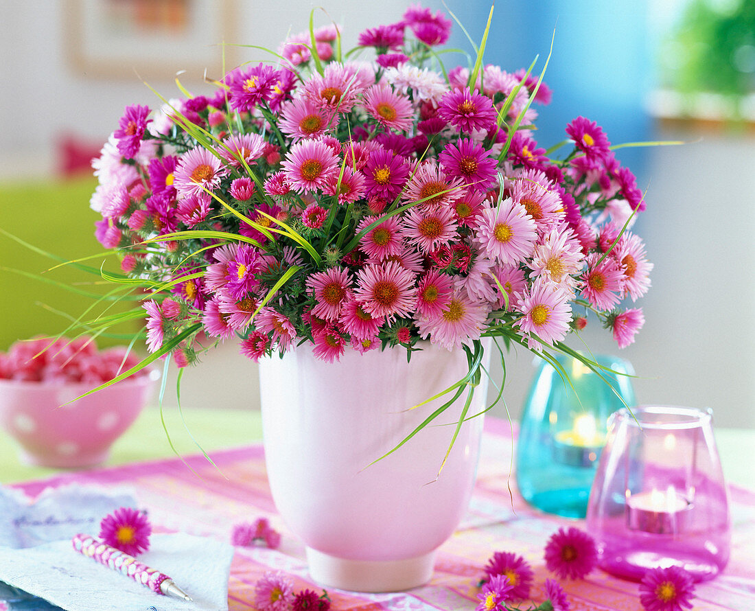 Aster (rosa und pinke Astern)