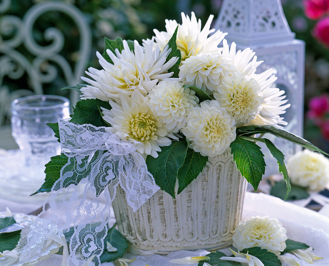 Dahlia (white dahlias) in metal pot