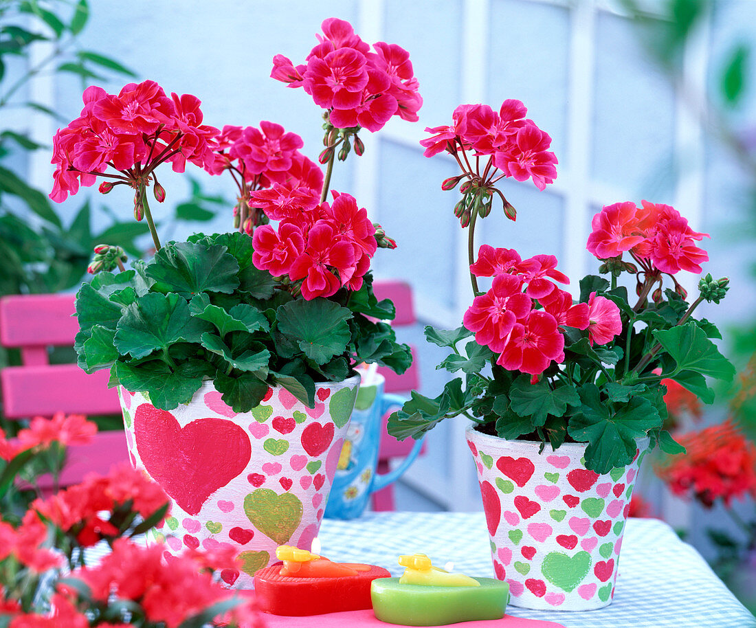 Pelargonium zonale ' Bajazzo ' (stehende Geranie)