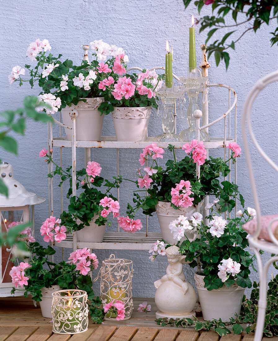 Pelargonium peltatum ' Starlight Rose ' ' Albina White ' (Hängegeranie)