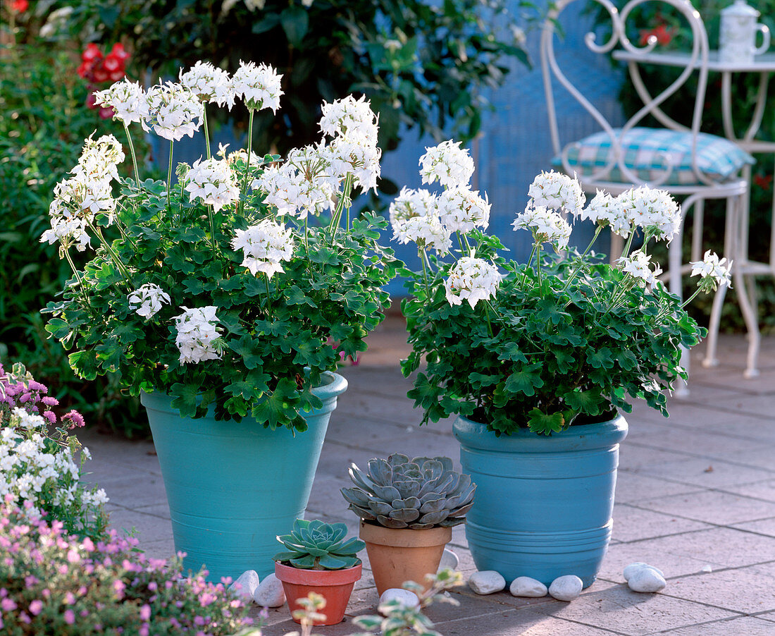 Pelargonium zonale Summer Twist ' White ' (Geranie)