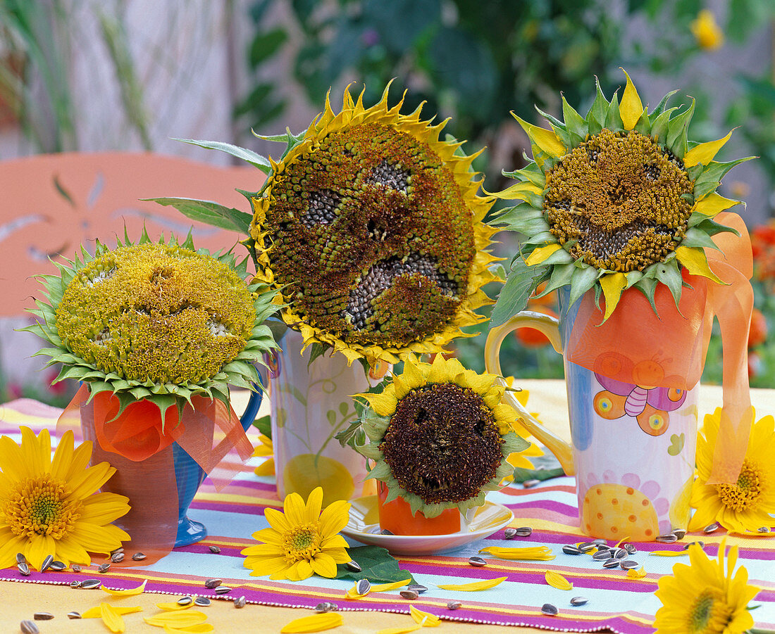 Sunflower faces