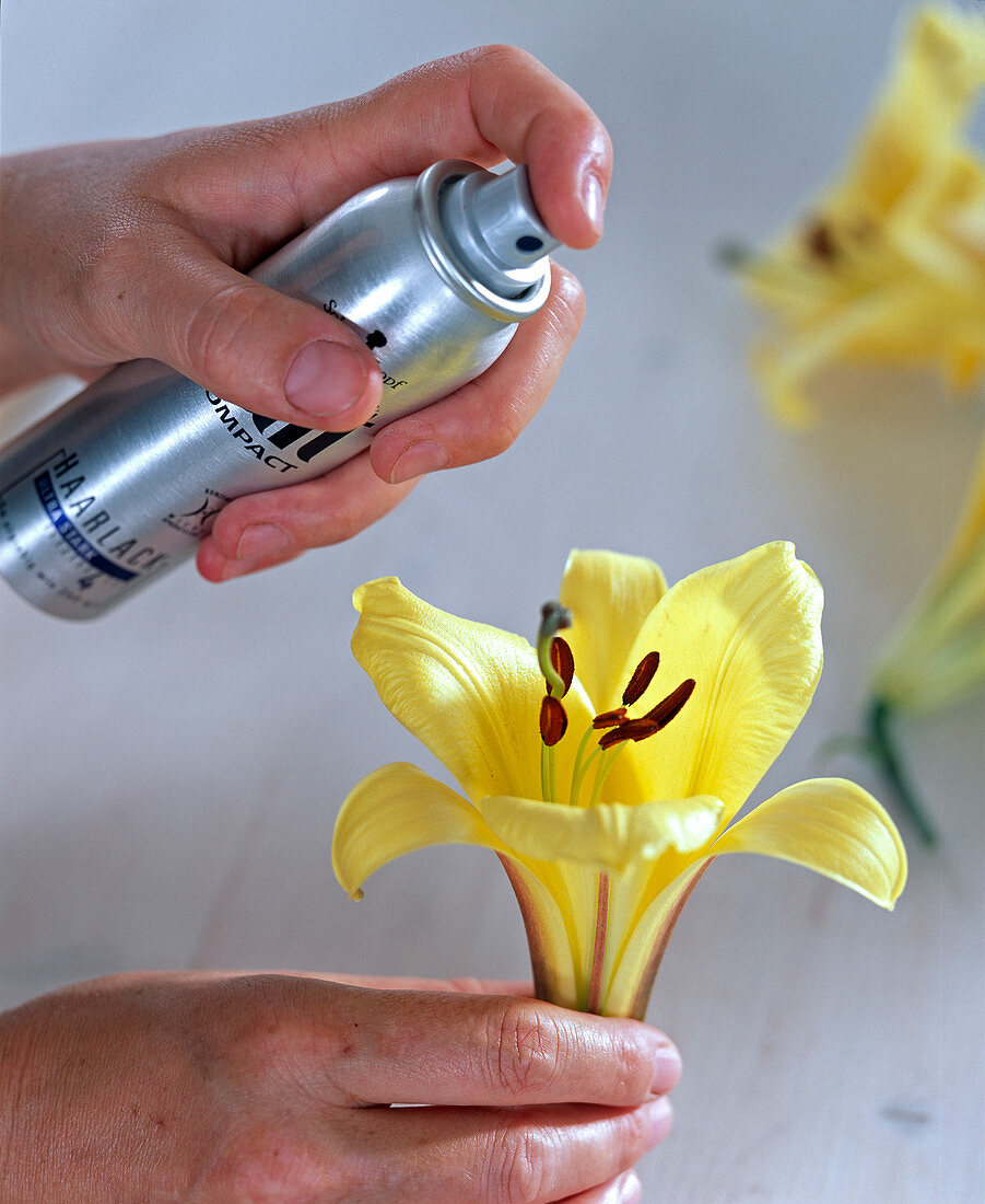 Sprinkle lily with hair lacquer