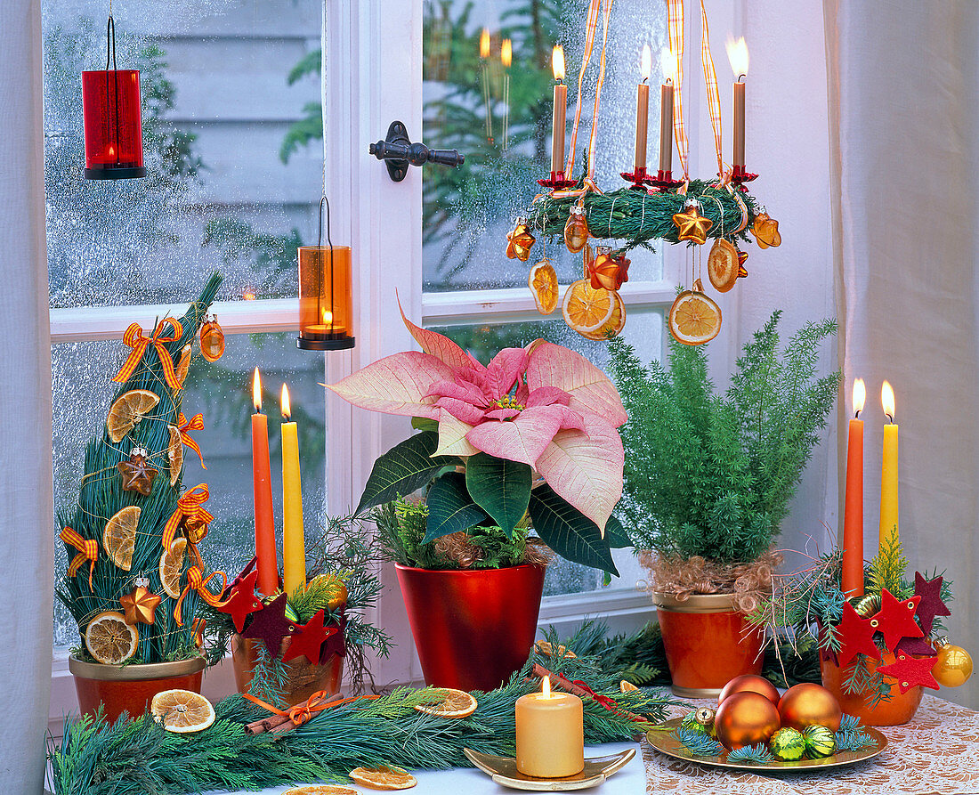 Christmas decorated window with Euphorbia