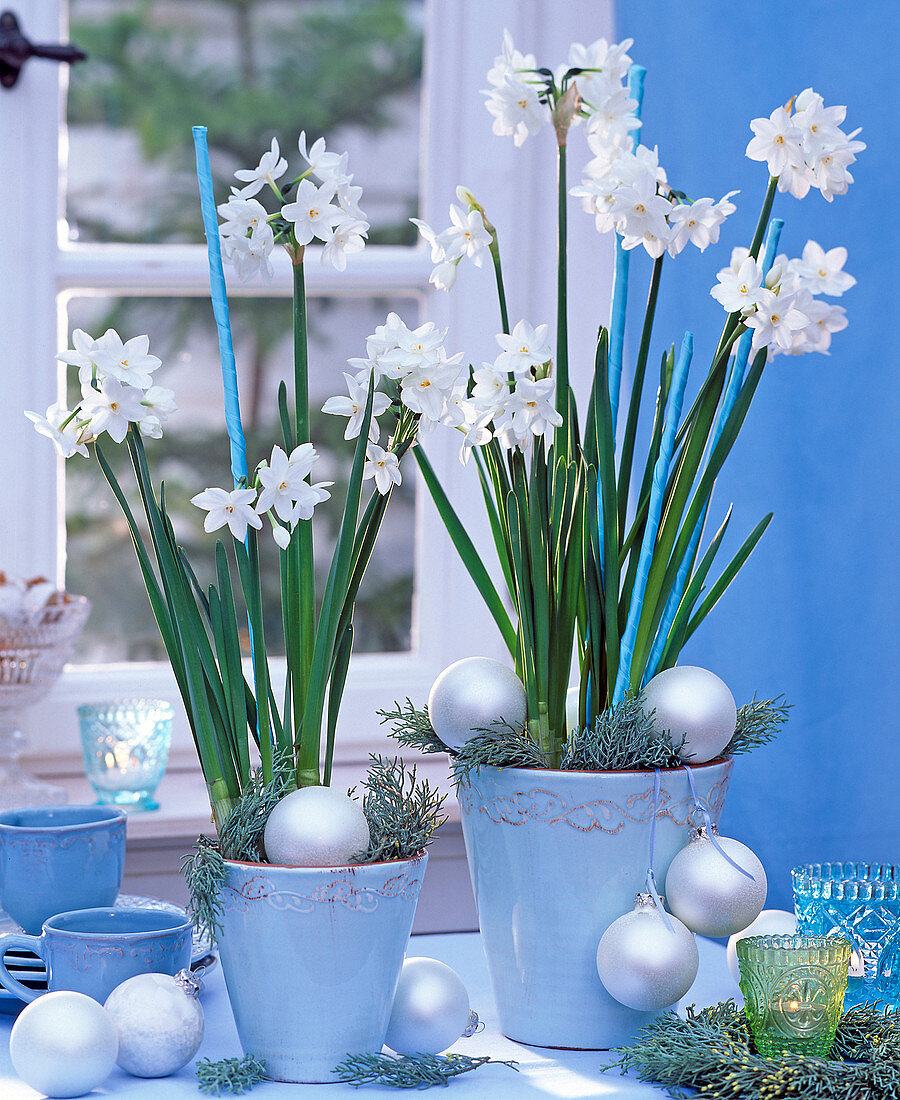 Narcissus tazetta in blue pots with silver balls