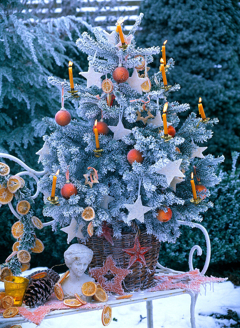 Picea (Fichte) mit Rauhreif, als Weihnachtsbaum geschmückt
