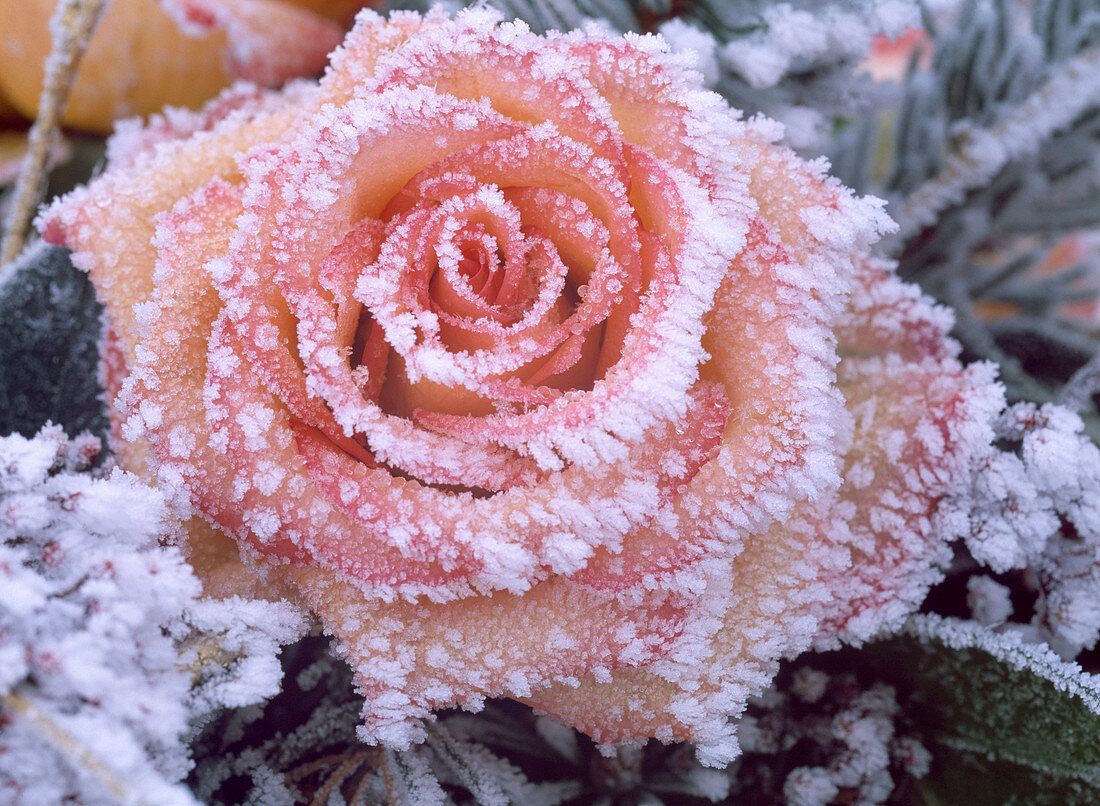 Rosa (Rose) gelb-orange im Rauhreif