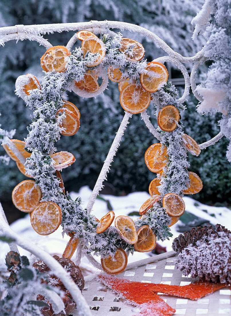 Wreath with hoarfrost of Buxus (boxwood) and orange slices