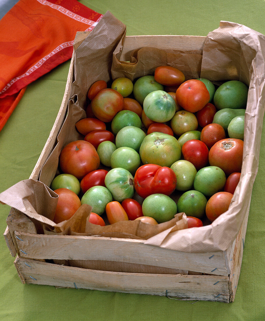 Lycopersicon (tomato), green tomatoes in wooden box