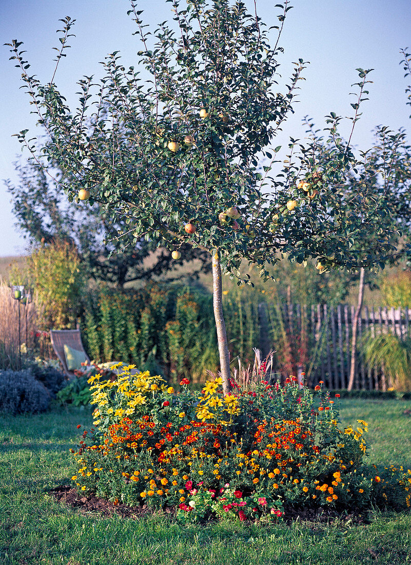 Malus 'Wiltshire' (Apfel), Hochstamm mit Unterpflanzung