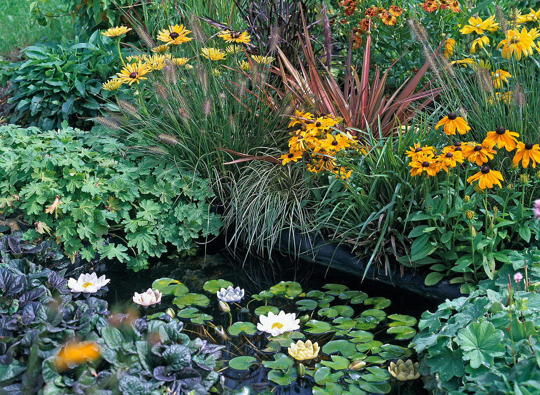 Miniteich im Garten mit Nymphea (Seerose) und Schwimmkerzen