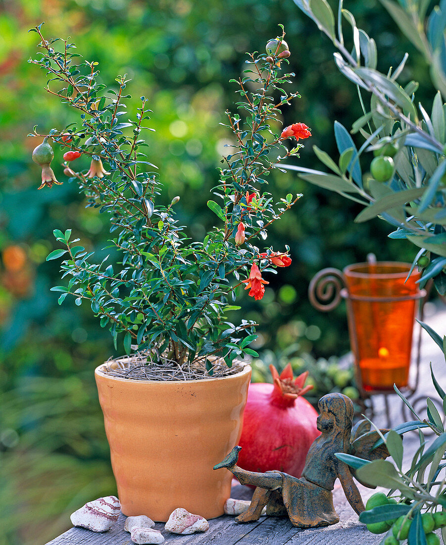 Punica granatum 'Nana' (Miniature Pomegranate), Elf, Olea (Olive)