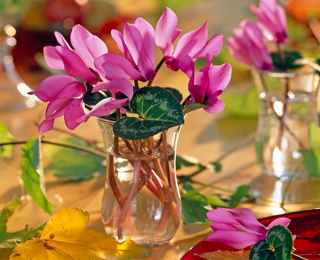 Cyclamen (Alpenveilchen), Blüten und Blätter im Glas