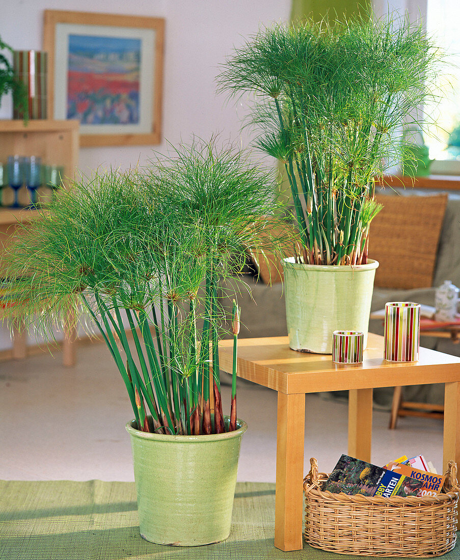 Cyperus papyrus (Papyrus) in light green pots