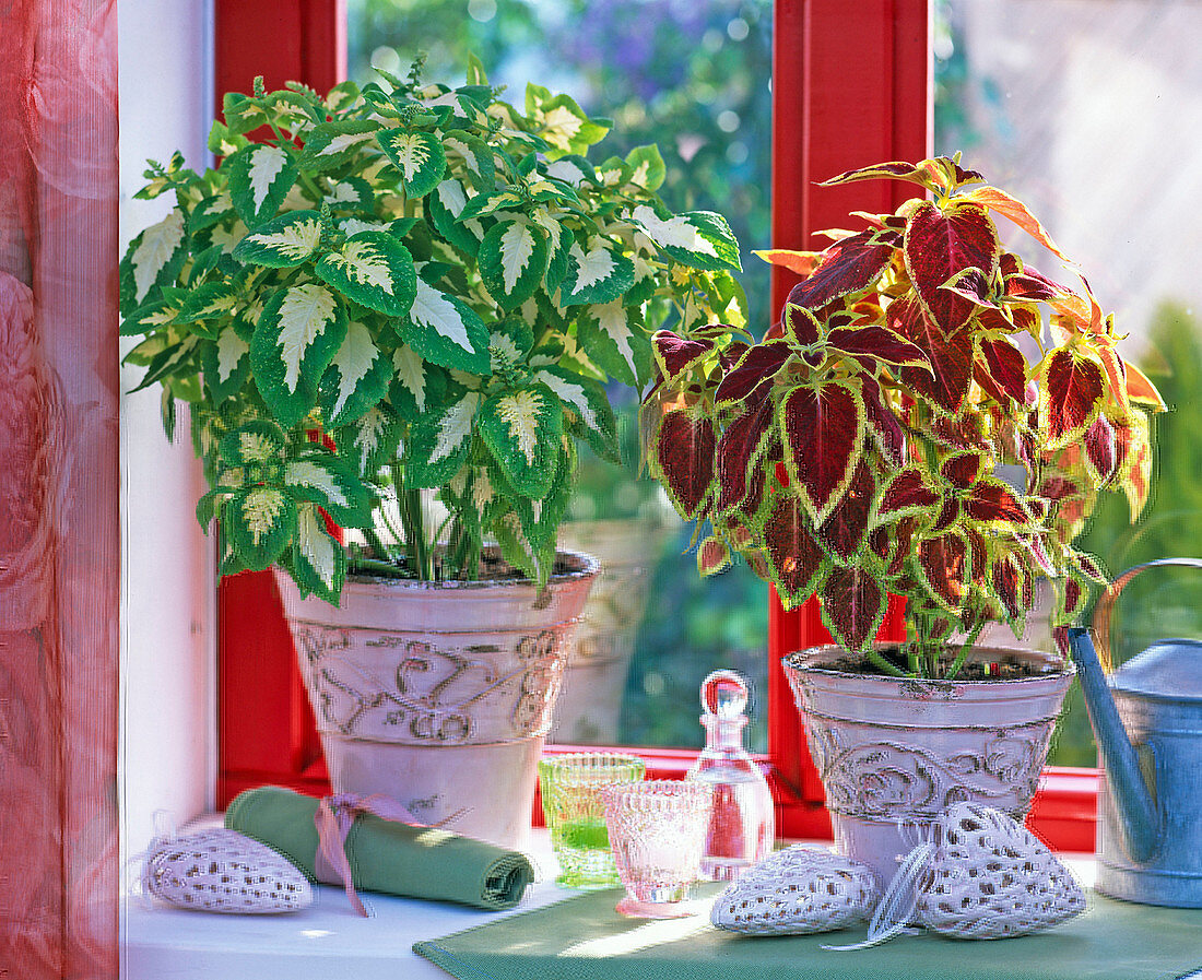 Coleus blumei, green-white and red-yellow, ceramic heart