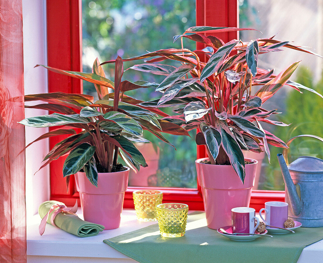 Stromanthe sanguinea (flower marant) in pink pots, cups