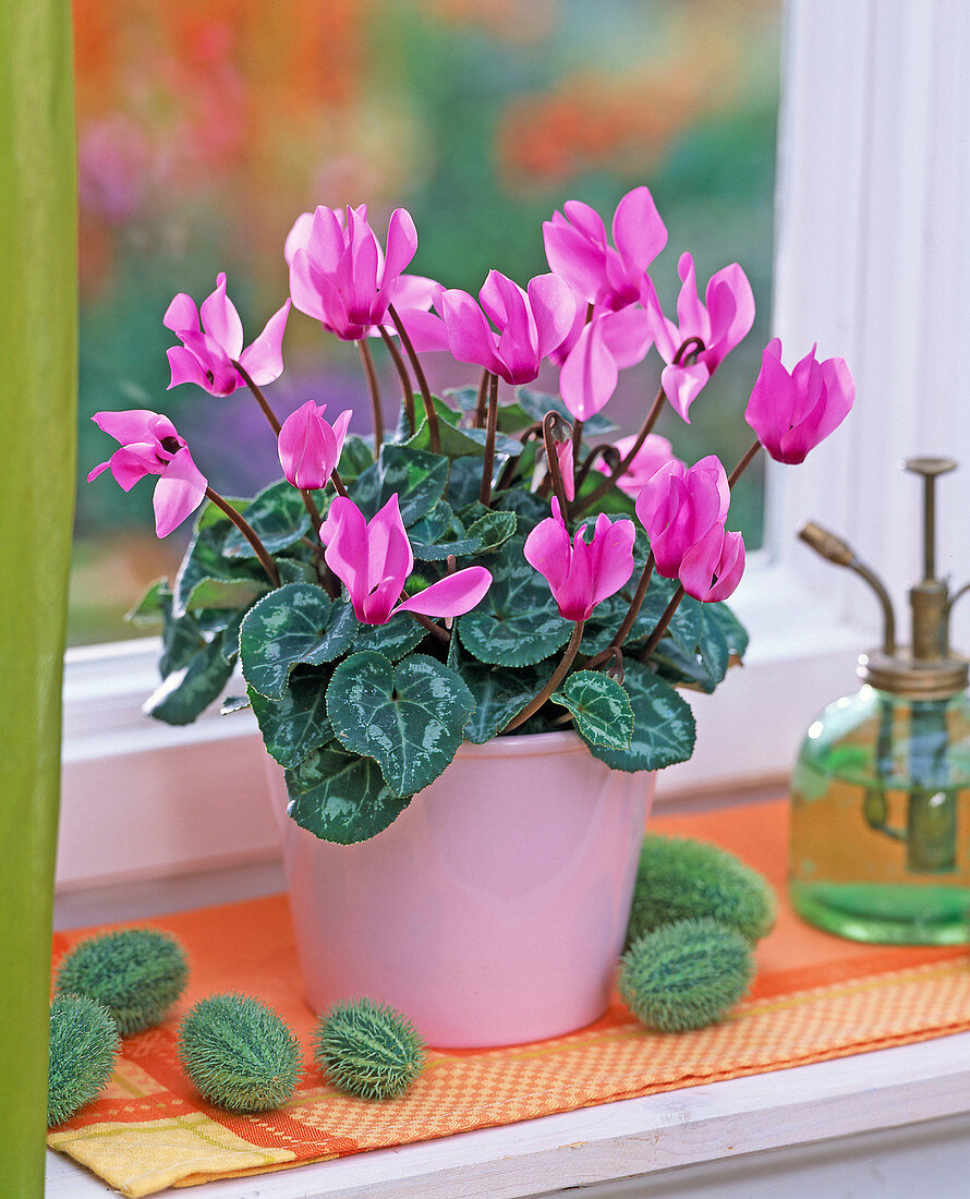 Cyclamen persicum (Alpenveilchen) in rosa Topf, Cucumis (Ziergurke)