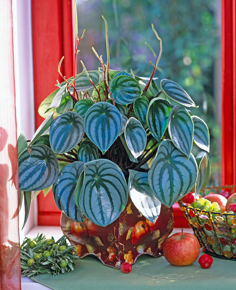Peperomia 'Watermelon' in the painted metal pot, Olea