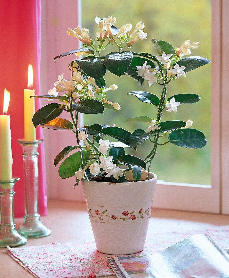 Stephanotis floribunda (waxflower), candles