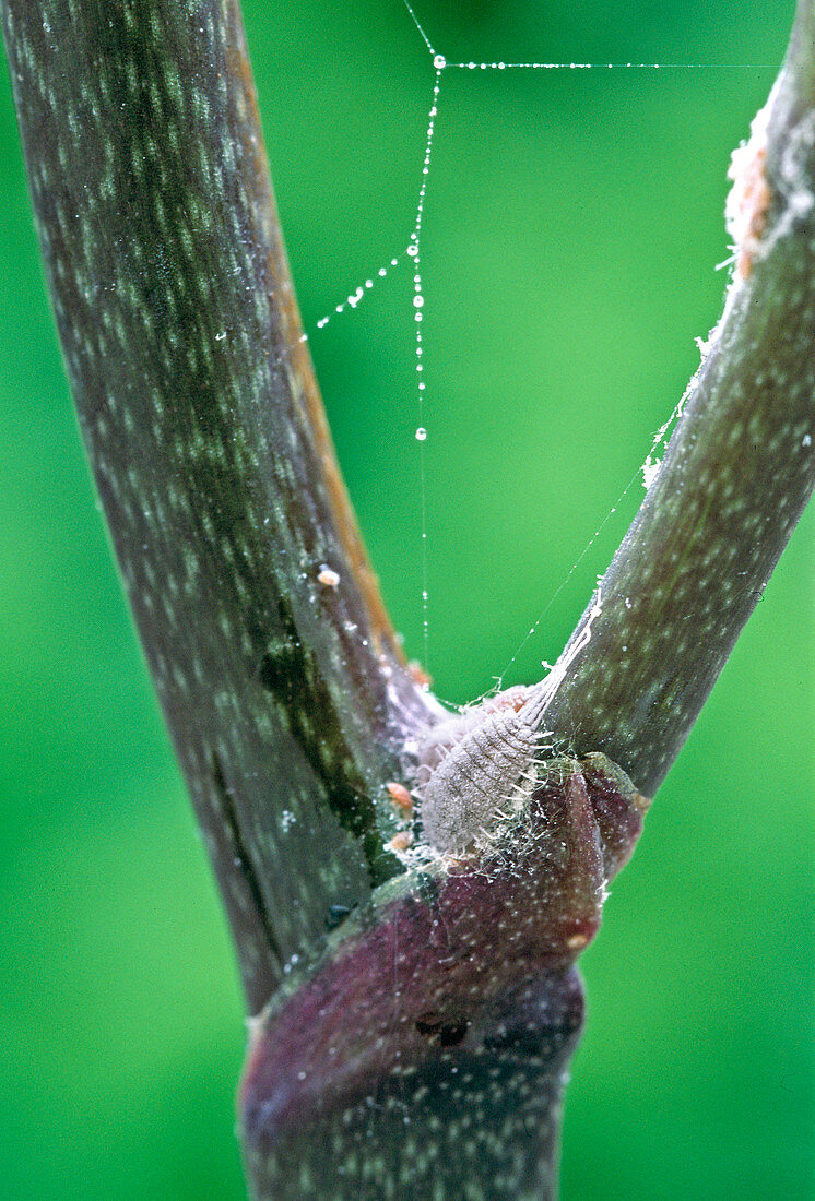 Adult mealy bug with offspring on orchid stalk