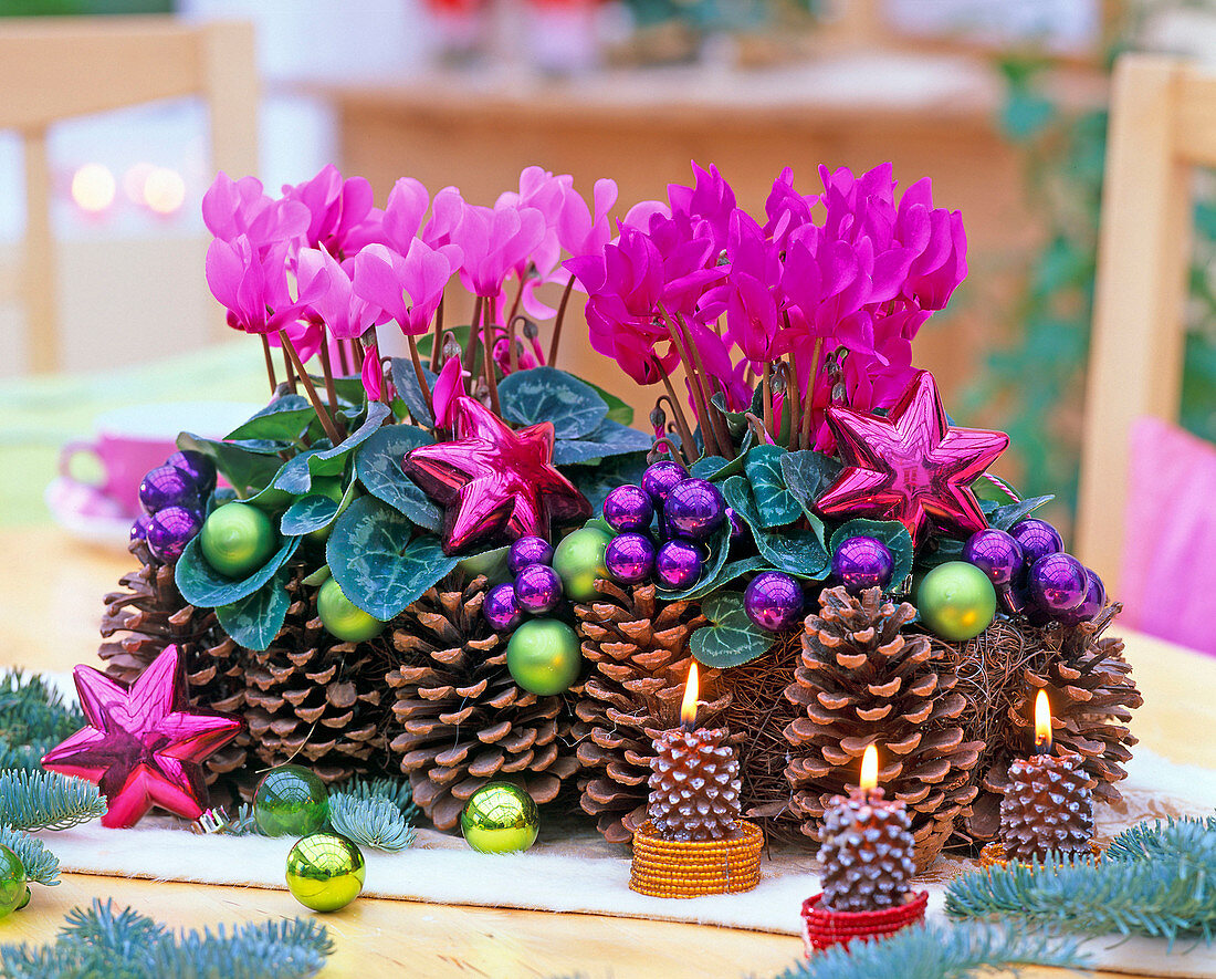 Cyclamen persicum (Alpenveilchen) mit Zapfen, Zapfenkerzen, Baumschmuck