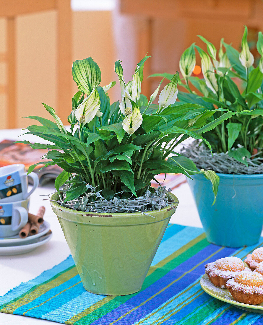 Spathiphyllum wallisii in conical pots, Dichondra tendrils