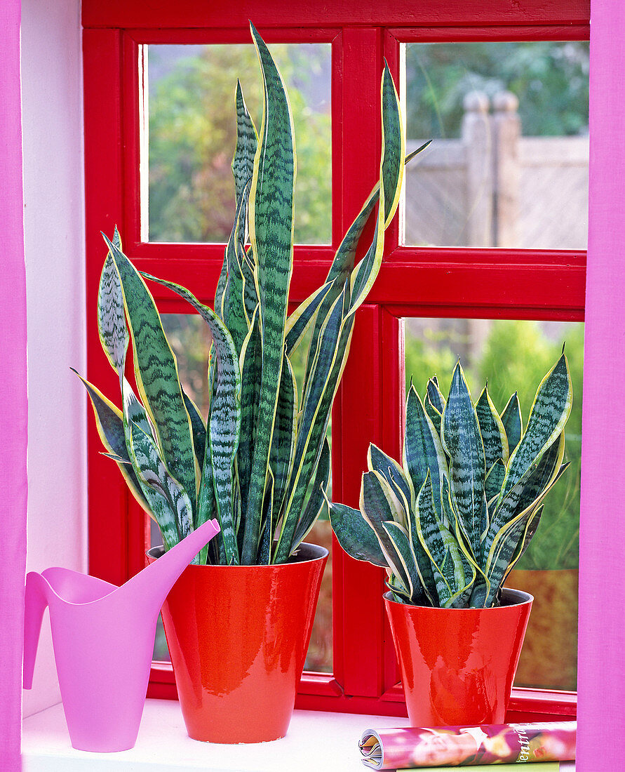 Sansevieria trifasciata in red pots, pink watering can