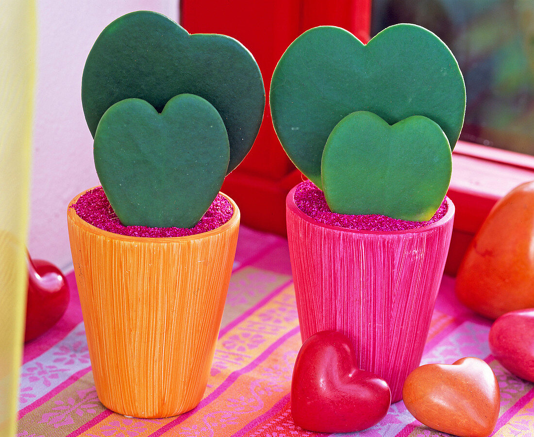 Hoya kerrii, orange and pink cups, hearts