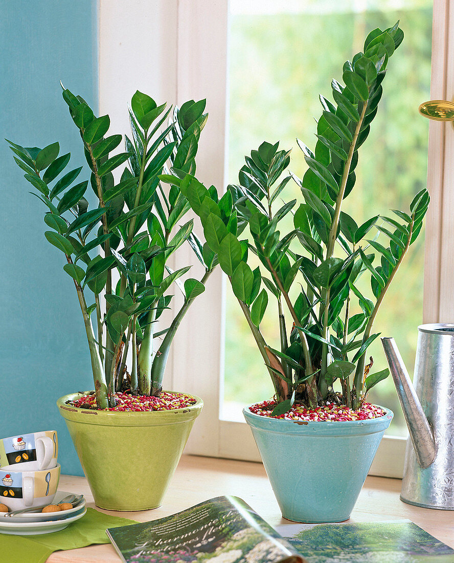 Zamioculcas zamiifolia in conical pots, colorful gravel, cups