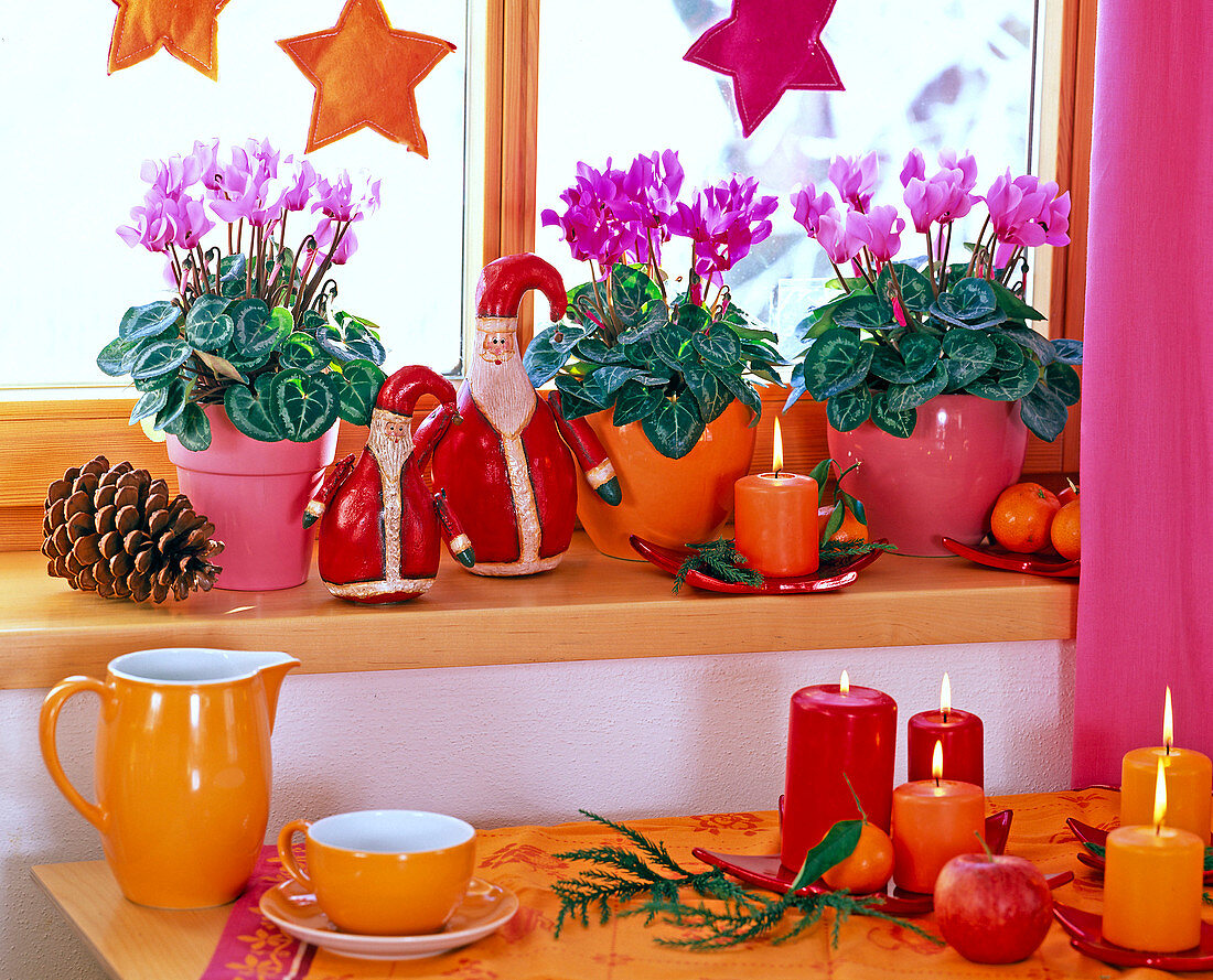 Weihnachtliche Fensterbank mit Cyclamen persicum
